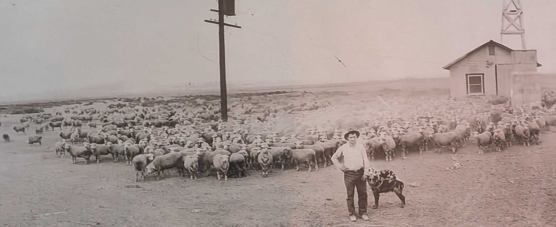 Martin Jaureguy with his sheep flock in California